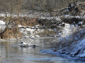 Tracze ozdobą sieradzkich rzek, K. Gara